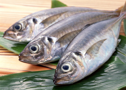 Horse Mackerel