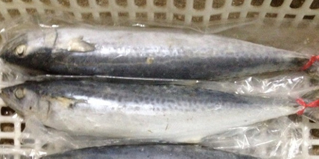 Spanish Mackerel (4) .jpg