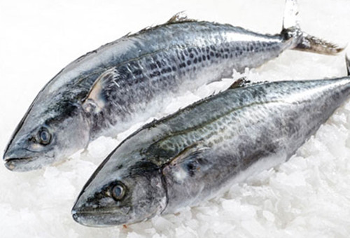 Spanish Mackerel