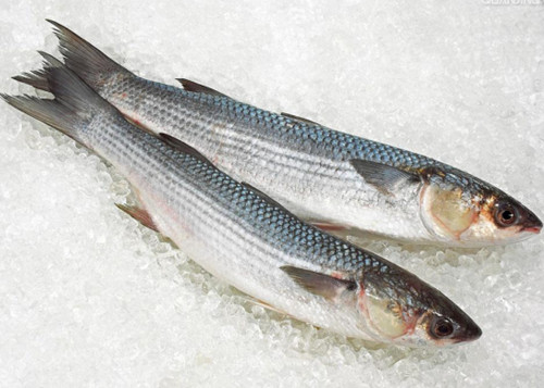 Grey Mullet